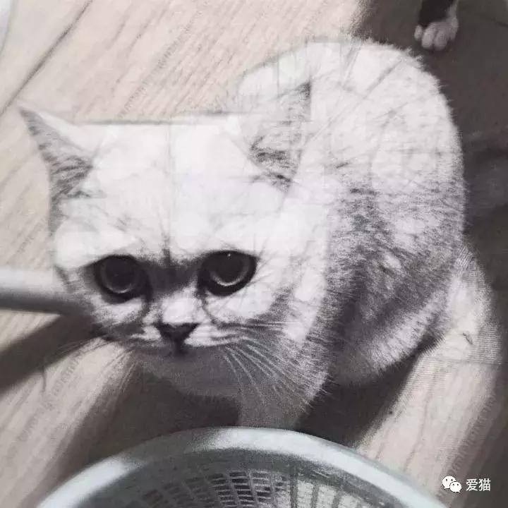 后院猫安乐死,在猫舍买的猫三天就死了