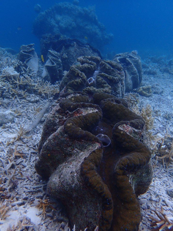 带着我的宝贝豆豆|一起去西太平洋上的海岛国家！