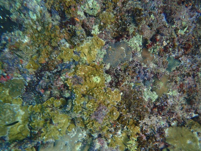 带着我的宝贝豆豆|一起去西太平洋上的海岛国家！