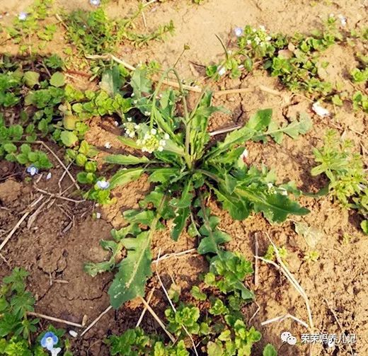 春暖花开别人出去春游,春暖花开溜娃的好地方