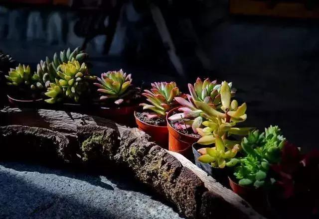 春来花自青秋至叶飘零原文解释,春来花自青秋至叶飘零出自哪里