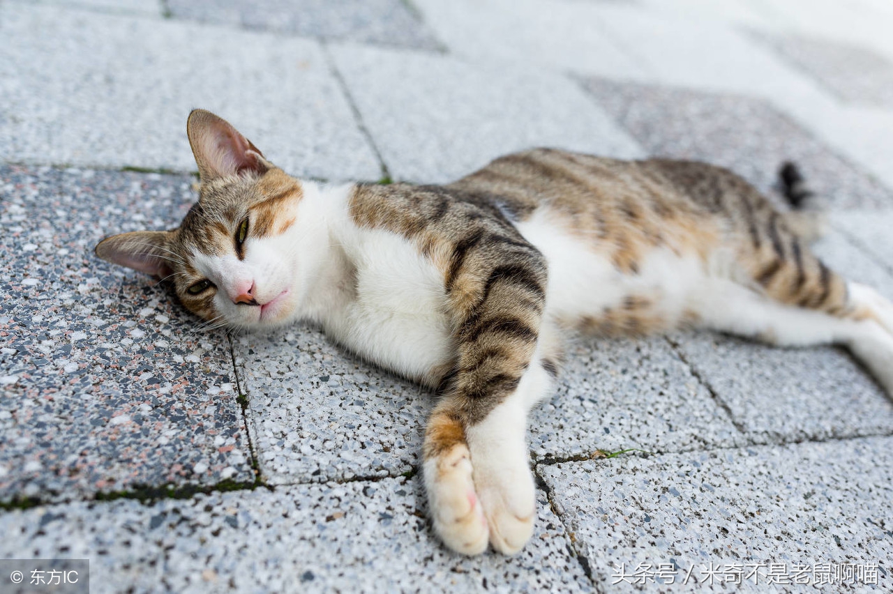 猫咪体内寄生虫怎么去除最有效,怎样预防猫咪身上的寄生虫