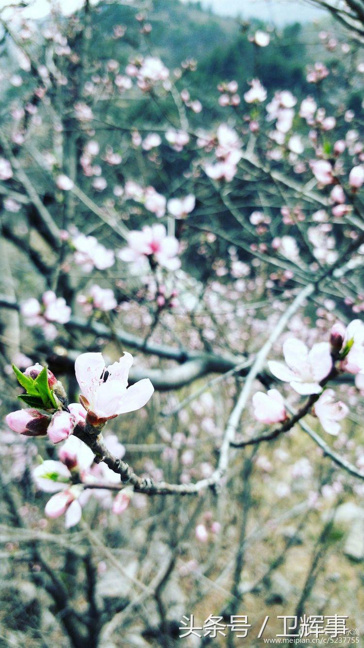 卫辉鲤鱼村道路两侧的千娇百媚……