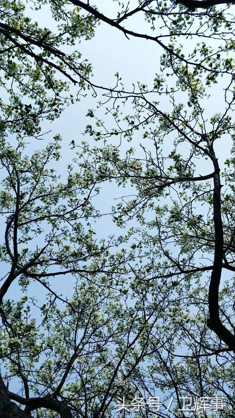 卫辉鲤鱼村道路两侧的千娇百媚……