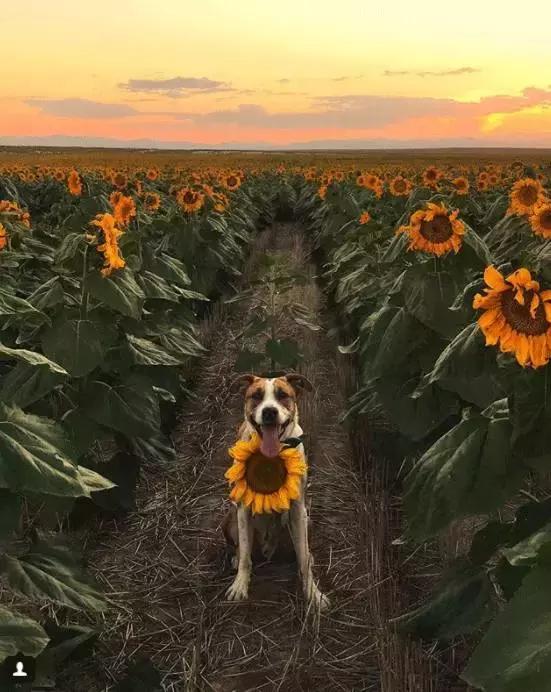 我有狗你有酒吗免费,我有狗你有酒吗