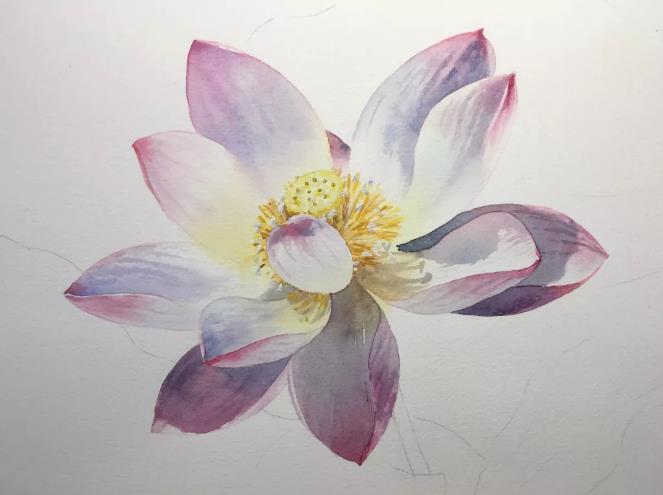 水彩夏天清新森系初学者荷花,水彩荷花画教程入门