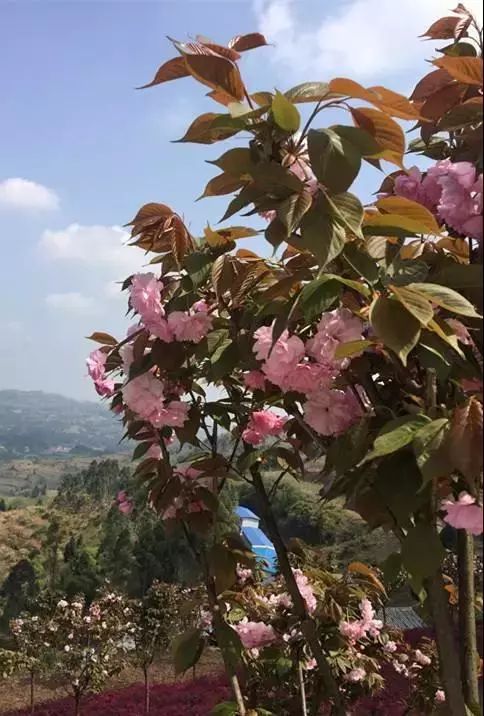 潼南赏花攻略全集,重庆赏花好去处潼南花岩梨花海