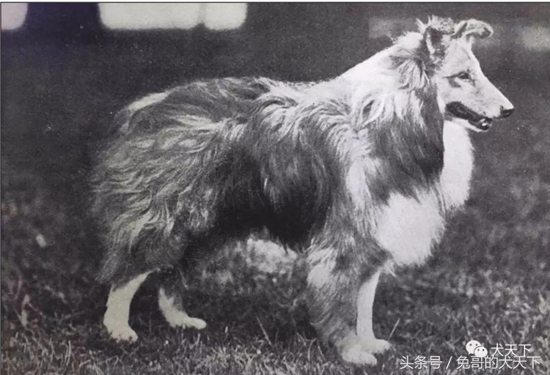 喜乐蒂牧羊犬——100多年来一直备受争议