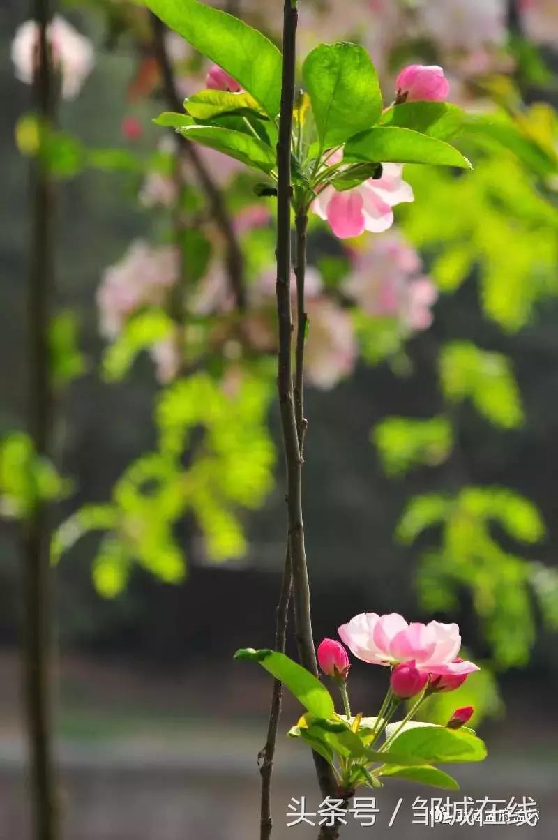 唯美中式风景,唯美花开美景图片