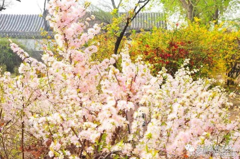 唯美中式风景,唯美花开美景图片