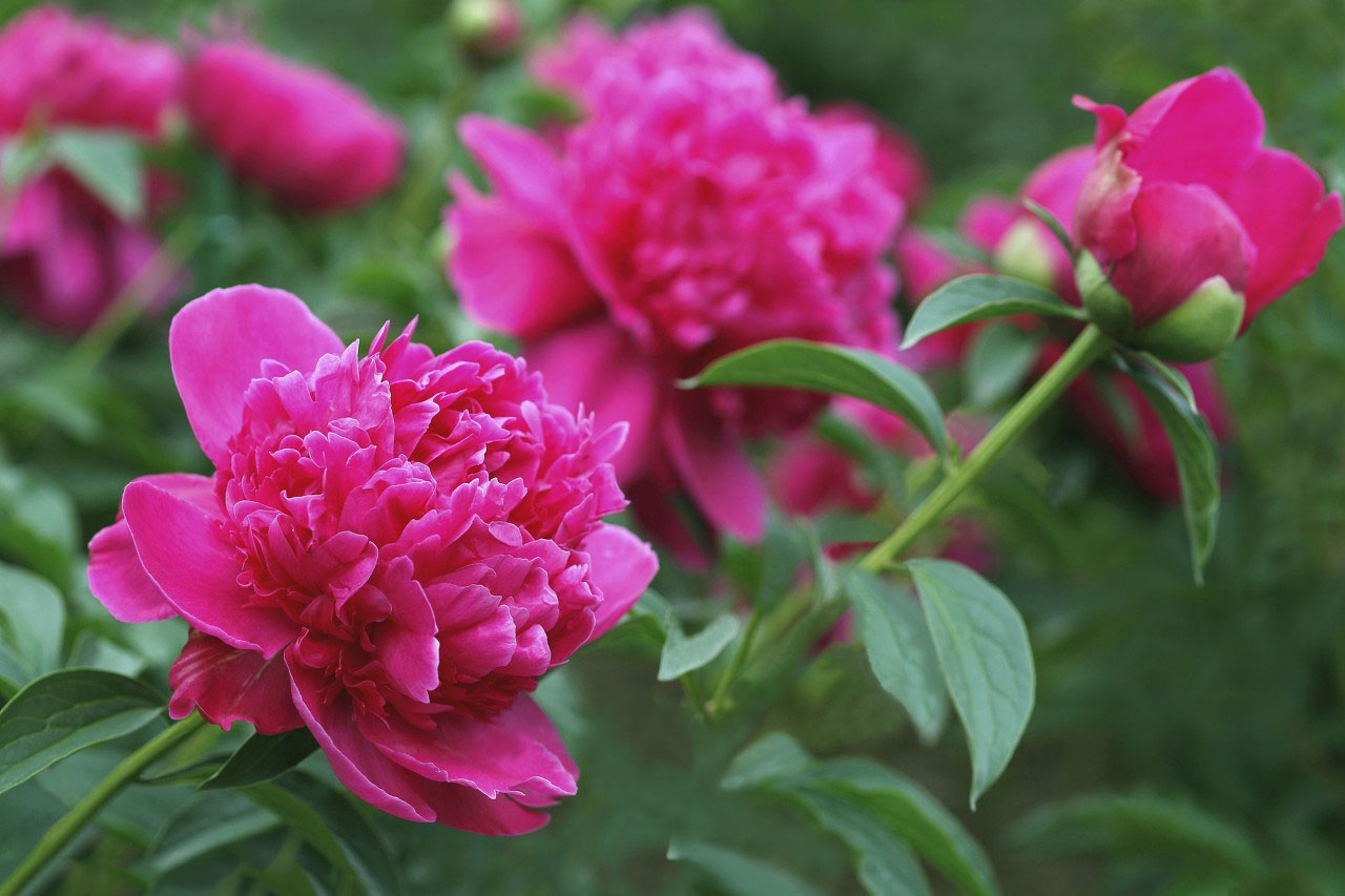 牡丹真国色花开时节动京城谁写的,花开时节动京城唯有牡丹真国色
