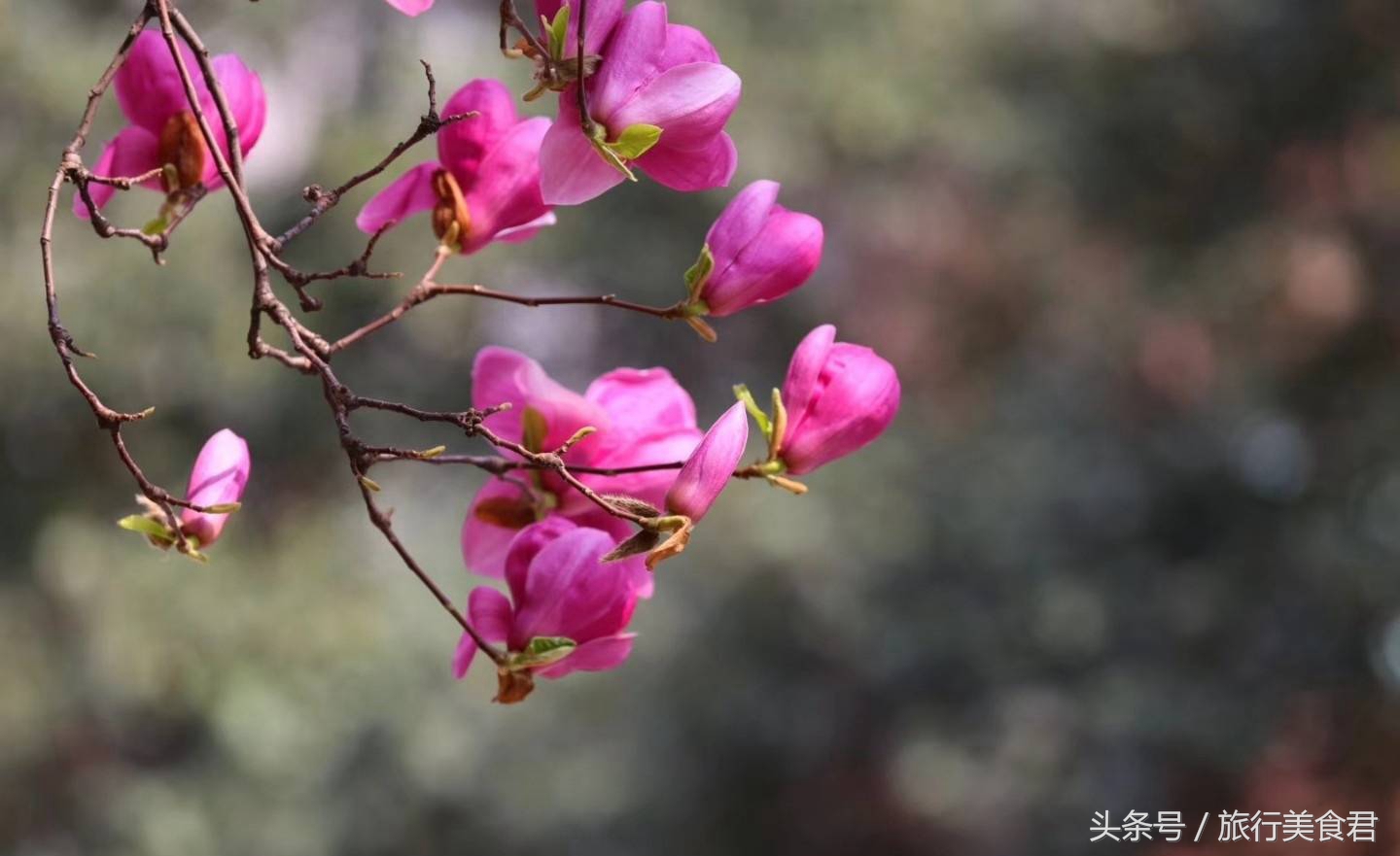 西安最美花路,西安哪条街花好看