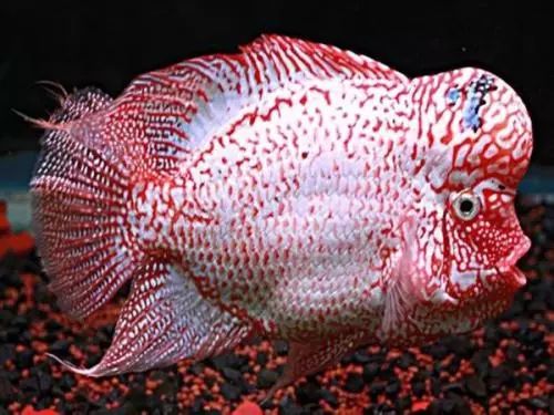 金花罗汉鱼饲养技巧,火凤罗汉鱼怎样饲养