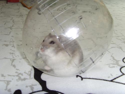 仓鼠可爱瞬间把人萌得要命,仓鼠萌到可以多可爱