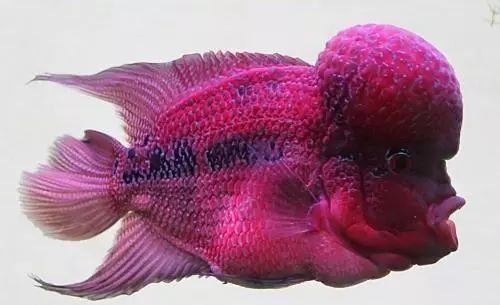 金花罗汉鱼饲养技巧,火凤罗汉鱼饲养方法