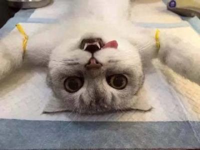 猫咪绝育后如何照顾,猫咪绝育后的最佳护理方法