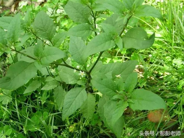 跟老师每日一学草药旱莲草,跟百草修习记学习中草药知识