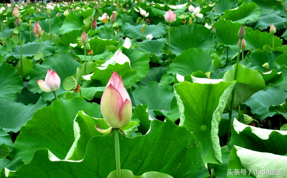 赞美荷花出淤泥而不染的古诗,赞美荷花出淤泥而不染特点的文章