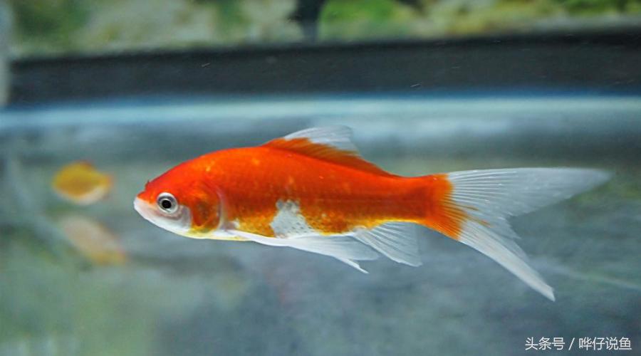 金鱼为啥养一年多死了,金鱼为什么活的时间很少