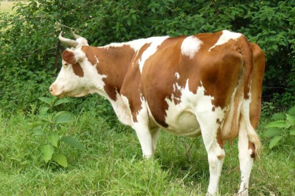 养殖奶牛多少钱一头,好奶牛多少钱一头2020年奶牛价格