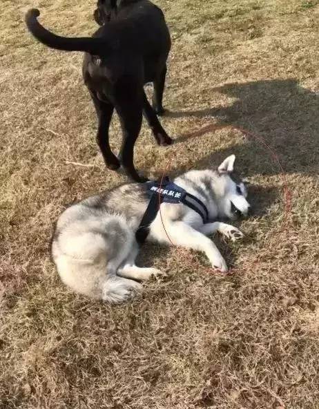 卡斯罗和哈士奇哪个打架厉害,哈士奇遇到卡斯罗