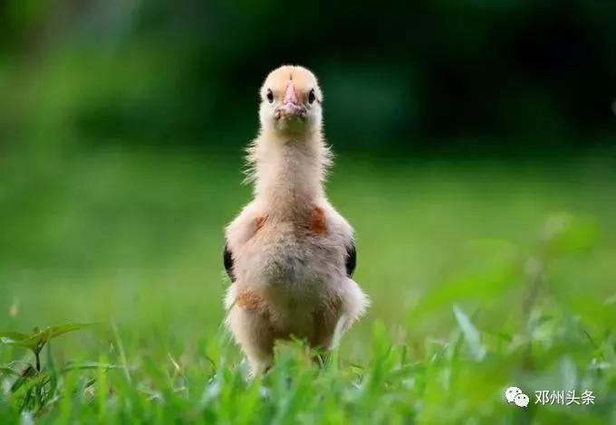 邓州的风土人情,乡土乡情邓州