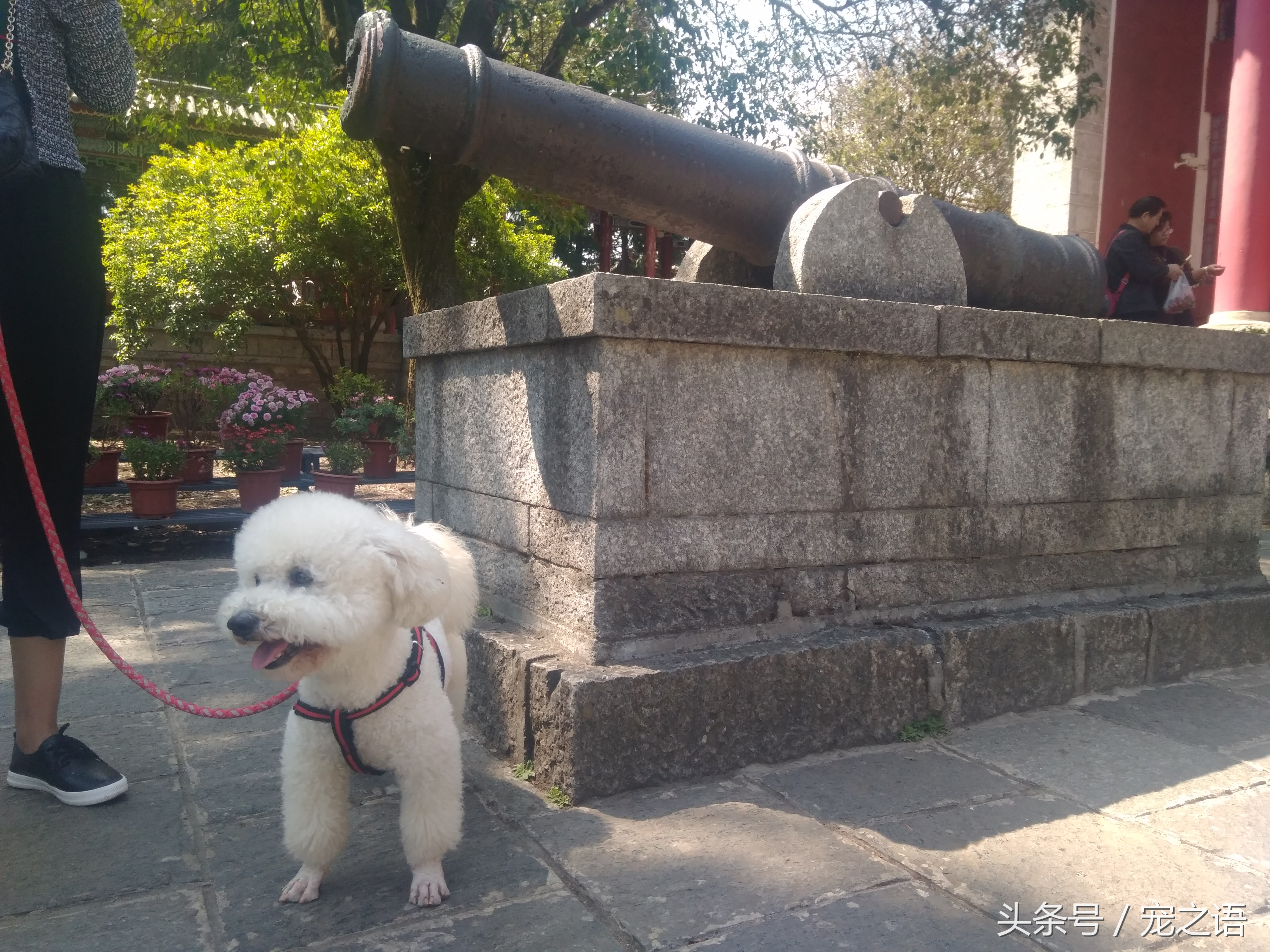 带着狗狗去旅行应该去哪儿,带着狗狗旅行不方便