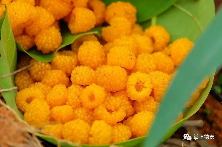 黄泡果熟了,云南特色黄泡