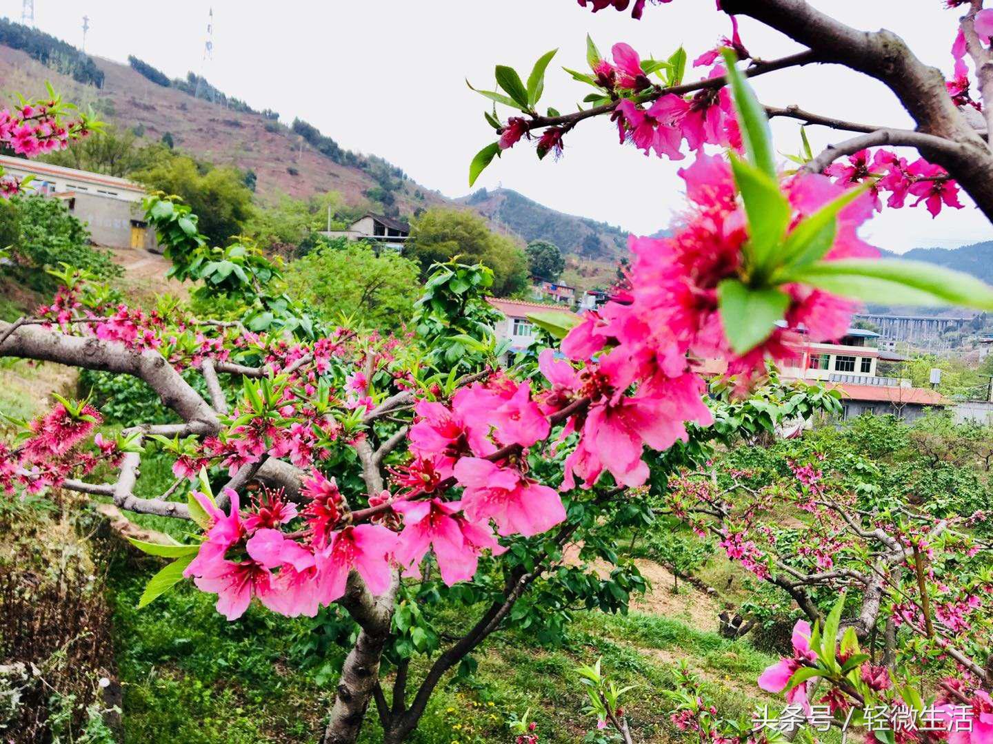 骑记：桃花十里，只取其一