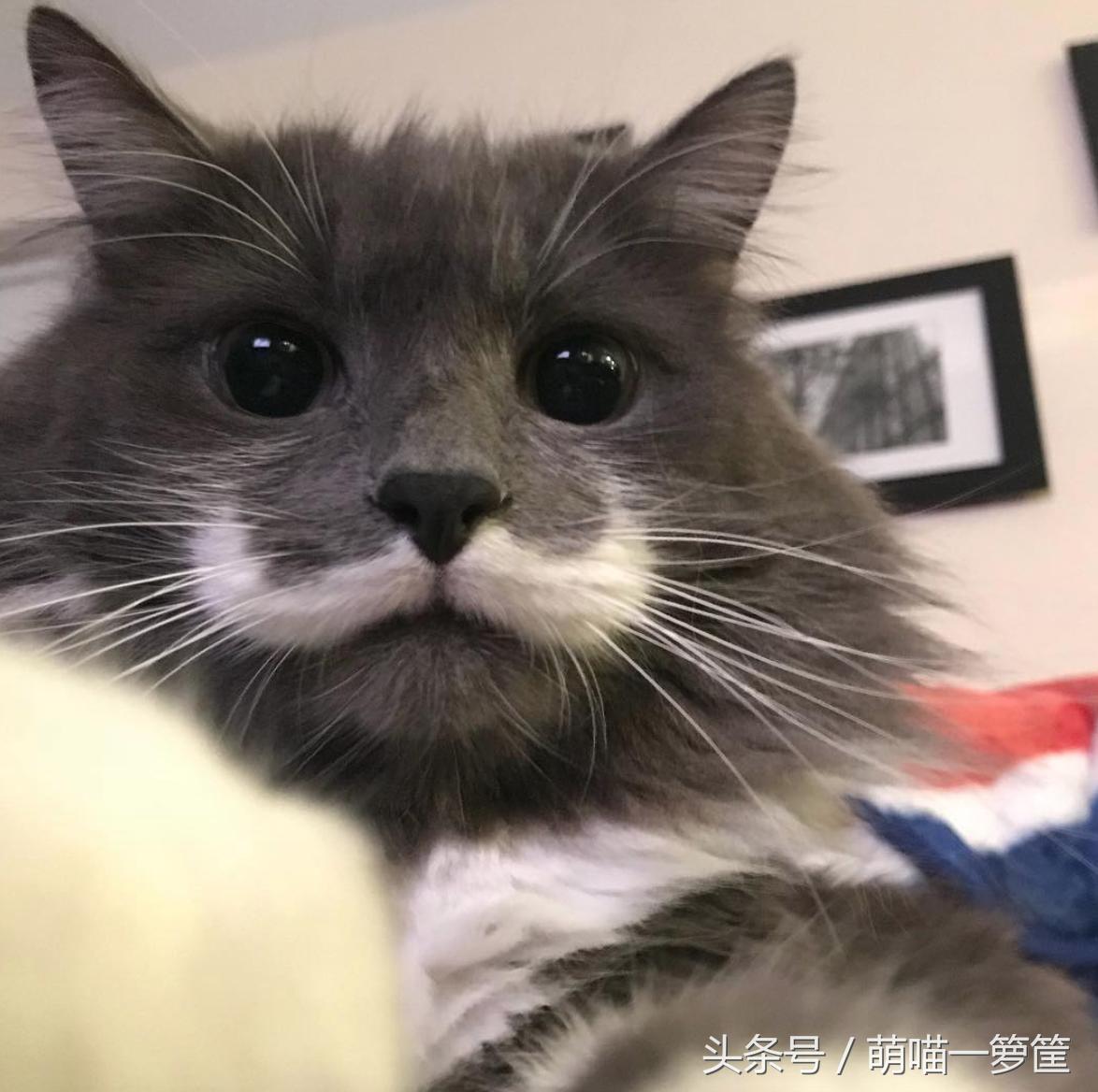 谁说养猫无用?这些网红猫用自己的收入啪啪打你的脸