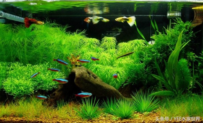 草缸二氧化碳自制还是罐装,为什么草缸需要二氧化碳