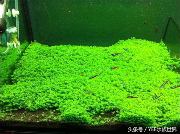 草缸二氧化碳自制还是罐装,为什么草缸需要二氧化碳