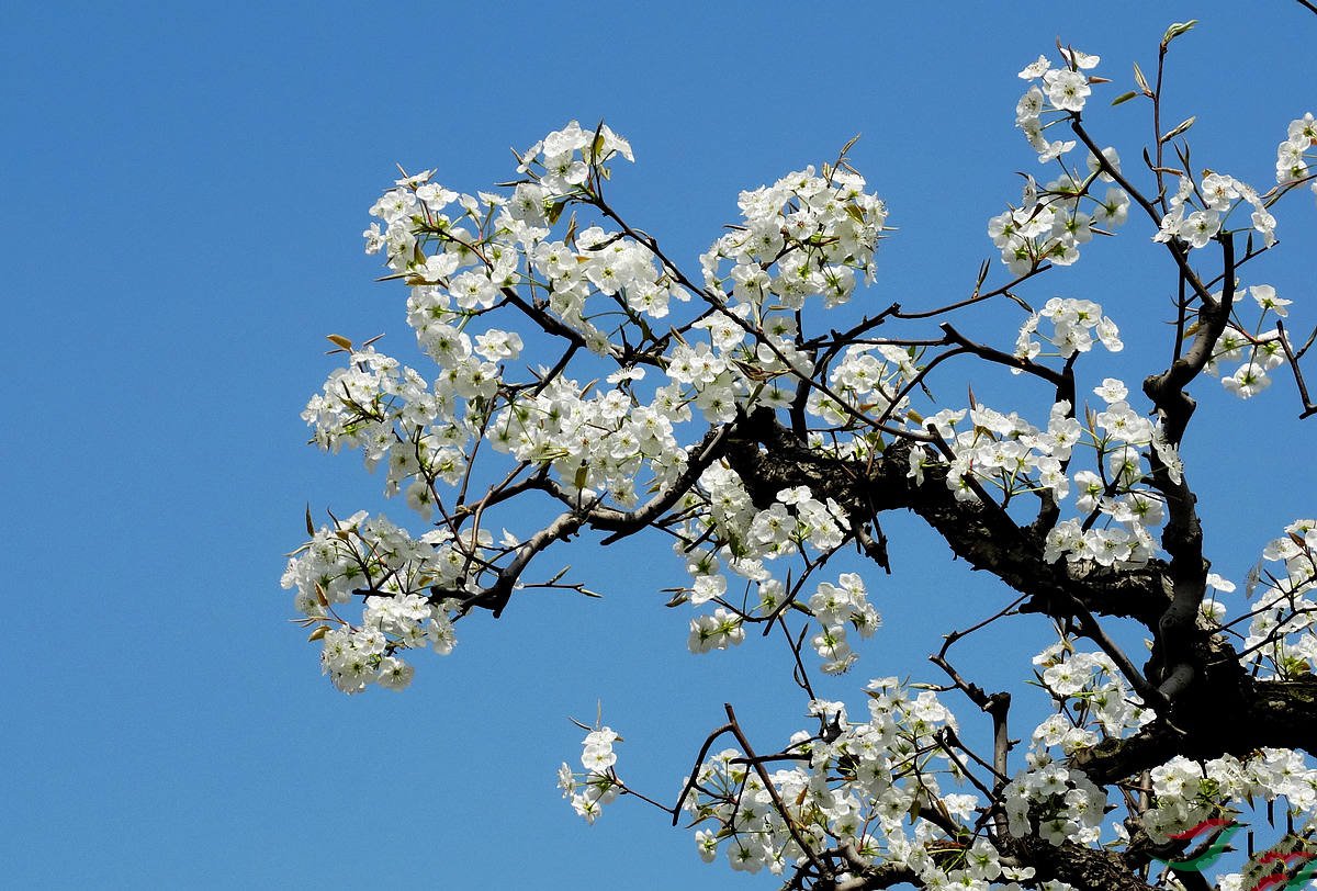 砀山哪里的煎包做的最好吃,砀山李庄煎包撒汤哪家最好吃