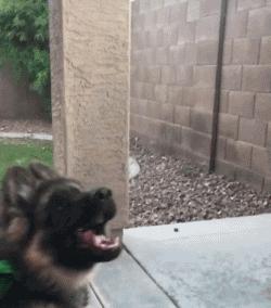 高加索牧羊犬小时候萌萌的,德国牧羊犬萌照