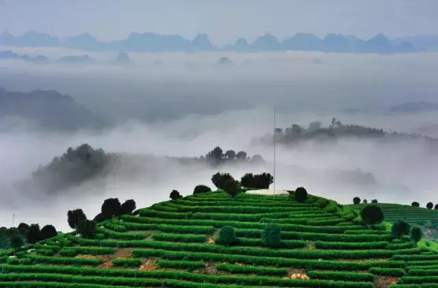 广西九大茶园美爆了