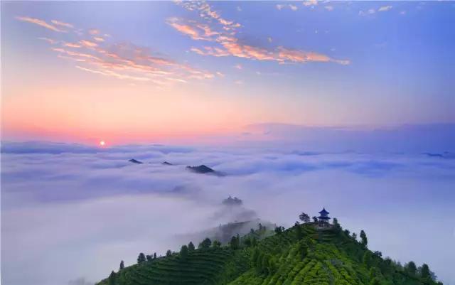 广西九大茶园美爆了