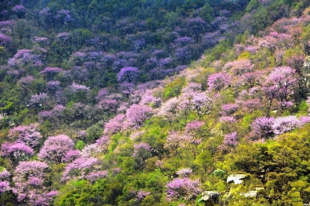 西安清明自驾,西安清明自驾免费景点
