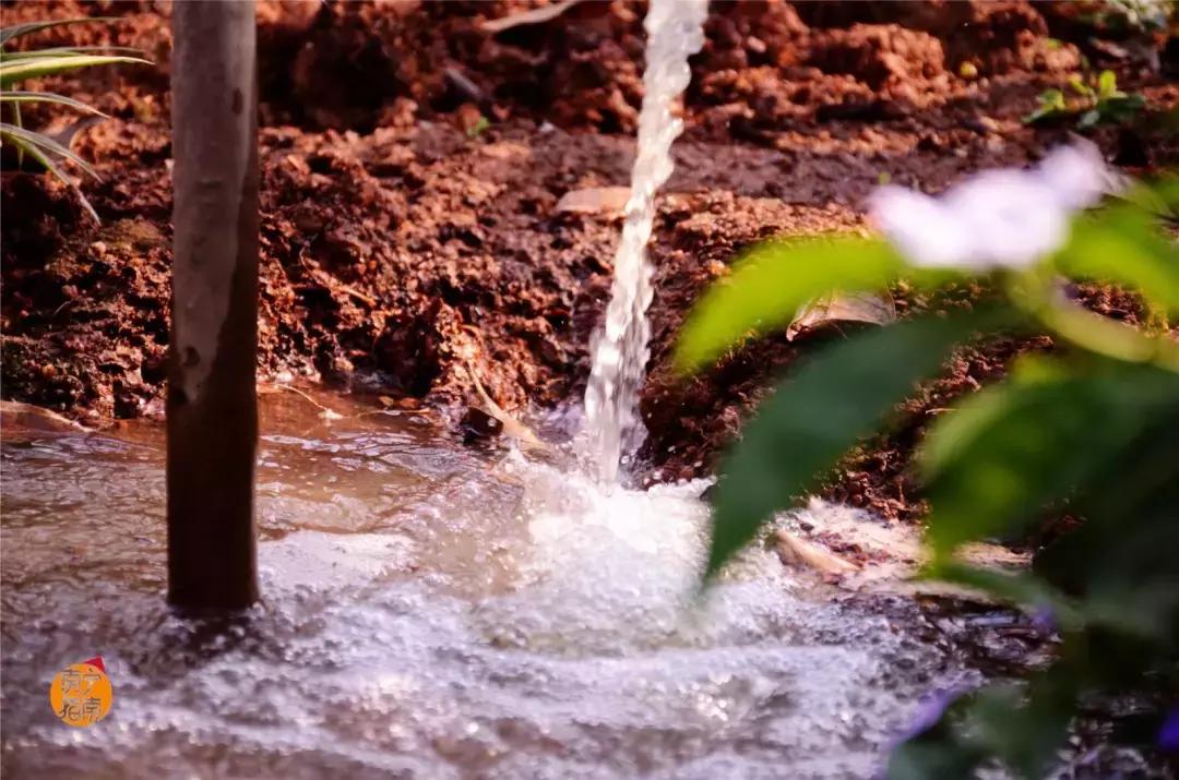 金花茶公园景点,走进金花茶公园