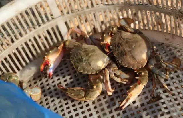 烟台海边海鲜寻找攻略,盘点海鲜市场所有进口大海鲜