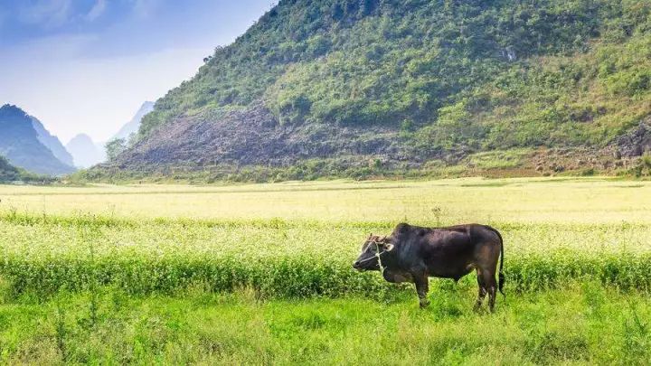 广西最美花海在哪里,广西小众美丽村庄