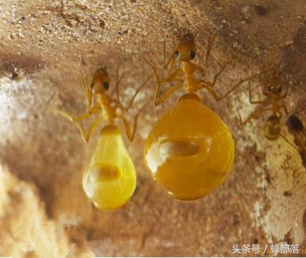 不敢相信蜂蜜？吃蚂蚁蜜吧，蜜色五颜六色、看着口水就来