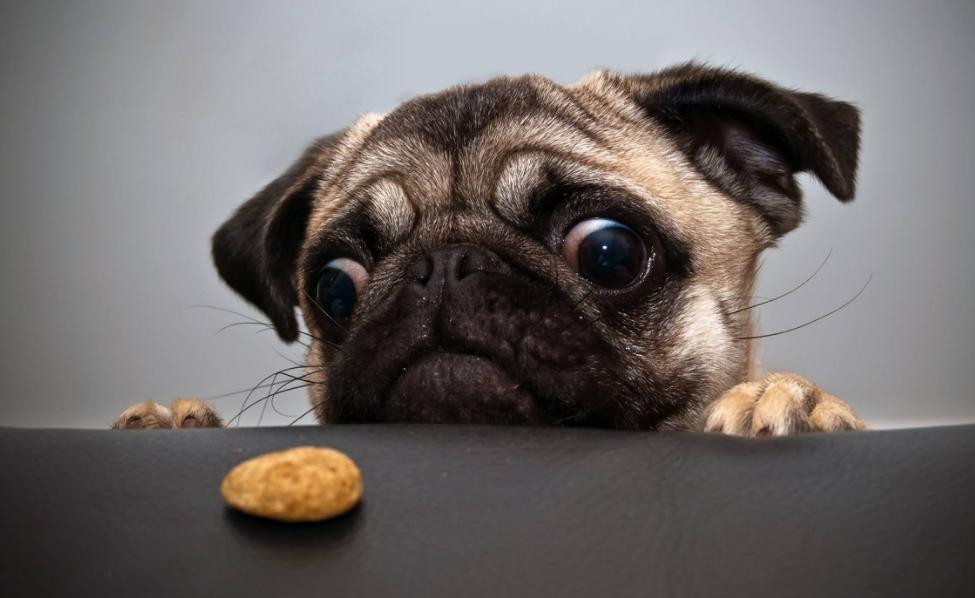 养狗常见狗病,养狗知识大全狗狗疾病