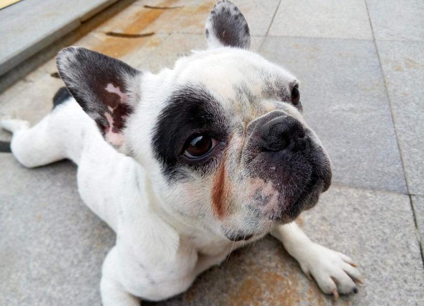 养狗常见狗病,养狗知识大全狗狗疾病