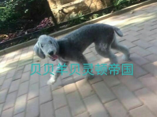 贝灵顿轶闻第七篇