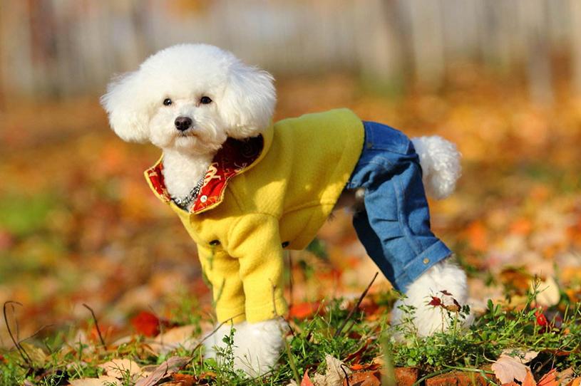 贵宾犬怎么养注意什么,养贵宾犬需要注意什么