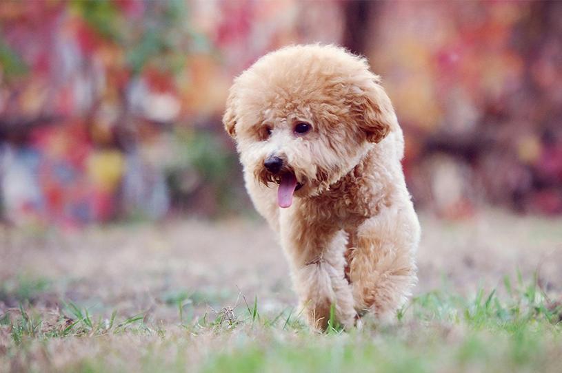 贵宾犬怎么养注意什么,养贵宾犬需要注意什么
