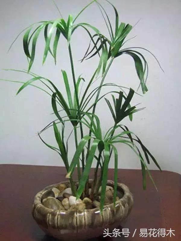 水棕竹,水棕竹如何繁殖