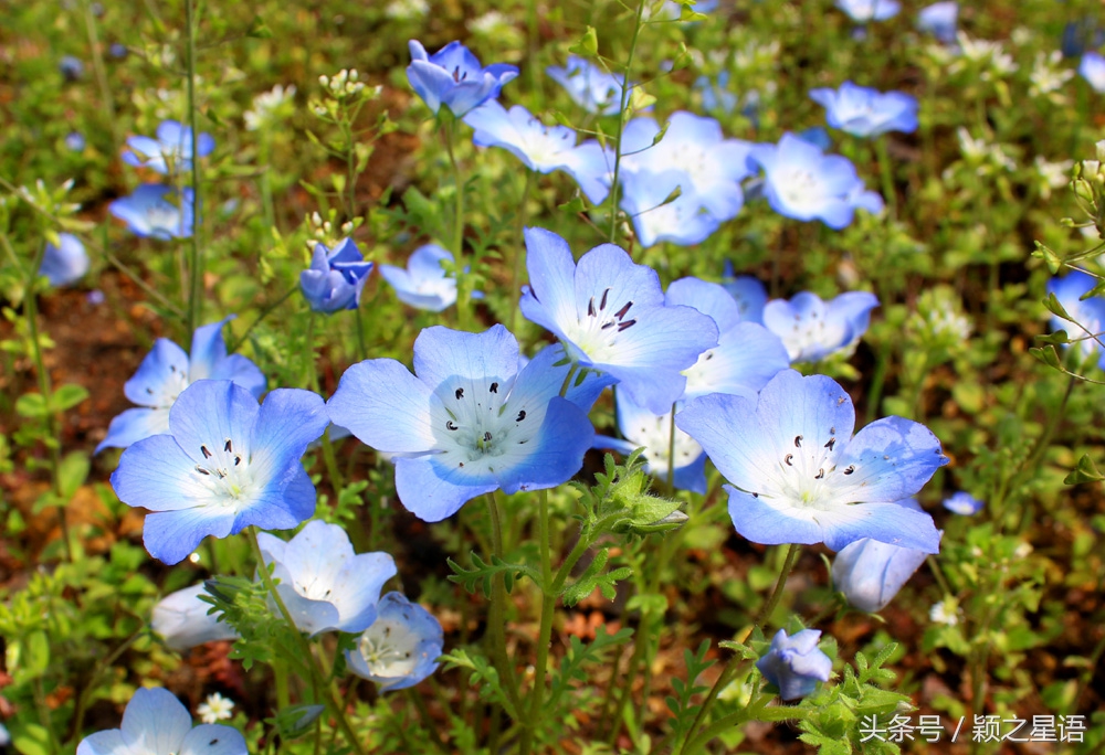 宁波植物园樱花最佳拍摄,花花世界桃博园