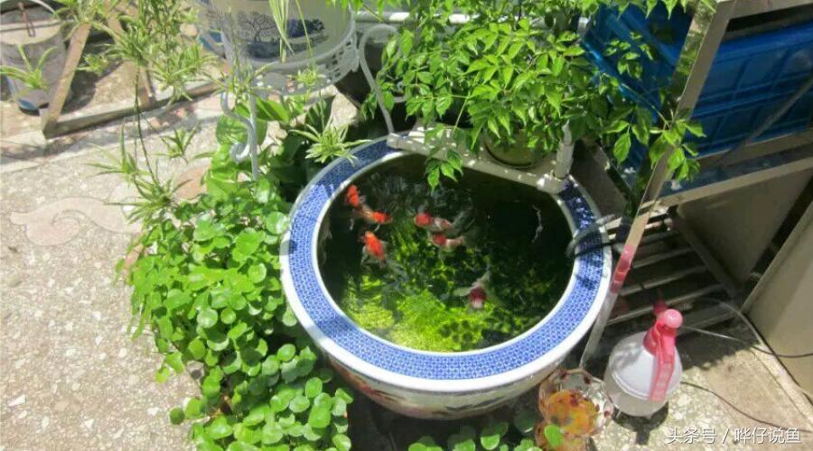 在家里怎样养好鱼缸里的金鱼,新手怎么养好观赏金鱼