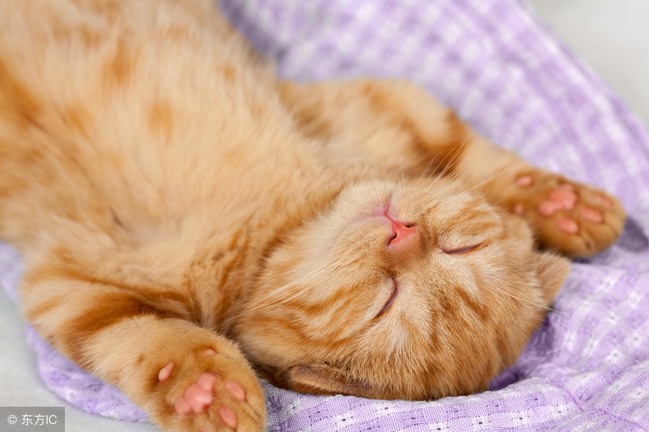 睡觉的时候猫咪总是吵醒我怎么办,猫咪老是上我床睡觉是怎么回事